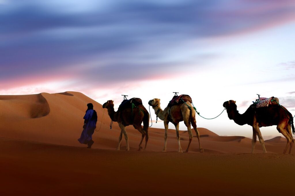 Navigating The Vibrant Souks Like A Pro Camel caravan silhouetted against a vibrant sunset in the sands of Merzouga, Morocco.
